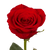 Globalrose 50 Red Rose
