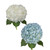 Hydrangeas Jumbo 12 Stems Of White And Blue Fresh Cut Flowers By Bloomingmore