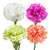 Assorted Carnations - Fresh Cut - 100 Stems