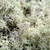 Grey/green Reindeer Moss - Fresh Cut Flowers - 5 Lbs - Moss - By Bloomingmore