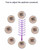 Eyebrow Shaping Stencils Grooming Shaper Template Makeup Tool Kit, 8 Styles