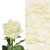 Roses 75 Stems Of White Farm Direct Fresh Cut Flowers And Rose Petals 2 Bags Of White Farm Direct Fresh Cut Petals By Bloomingmore