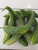 Cucumber Suyo Long Organic Seeds