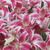 20 Stems Of Stargazer Oriental Lilies- Beautiful Fresh Cut Flowers- Express Delivery