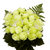 Two Dozen Green Roses With Baby's Breath And Green- Fresh Flower Delivery