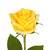 Yellow Roses 60 Cm - Fresh Cut - 50 Stems