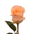 Peach Roses 50 Cm - Fresh Cut - 125 Stems