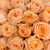 Peach Roses 50 Cm - Fresh Cut - 125 Stems