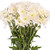 White Cushion Poms - Fresh Cut Flowers - 60 Stems - By Bloomingmore