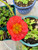 Pink (champagne Bubbles) F1 Iceland Poppy Seeds