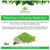 Totally Products Organic Tasty Matcha Japanese Green Tea Powder