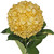 Hydrangeas 15 Stems Of Airbrushed Fall Yellow Farm Direct Fresh Cut Flowers By Bloomingmore