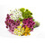 Assorted Novelty Poms - Fresh Cut - 60 Stems