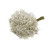 Baby's Breath - Fresh Cut Flowers - 8 Bunches - White - By Bloomingmore