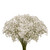 Baby's Breath - Fresh Cut Flowers - 8 Bunches - White - By Bloomingmore