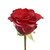 Red Roses - 60 Cm - Fresh Cut Flowers - 50 Stems - By Bloomingmore