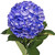 Hydrangeas 15 Stems Of Airbrushed Blue Berry Purple Blue Farm Direct Fresh Cut Flowers By Bloomingmore