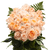 Two Dozen Peach Roses With Baby's Breath And Green- Fresh Flower Delivery