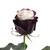 Painted Mocha Roses - 50 Cm - Fresh Cut Flowers - 50 Stems - By Bloomingmore