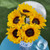 Fresh-cut Sunflowers, 5 Stems, Yellow