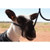 Sullivan Supply, Inc Halter Poly Sheep Soft Braid & Bk Sbh-bk
