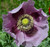 Giant Purple Poppy Papaver Somniferum Premium Seeds