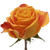 50 Stems Of Bi-color Yellow And Red Silantoy Roses- Beautiful Fresh Cut Flowers- Express Delivery