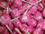 Strawberry Tootsie Pops 30 Pops