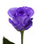 Tinted Purple Roses 75 Stems Of 50 Cm Farm Direct Fresh Cut Flowers By Bloomingmore