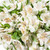 Alstroemeria 50 Stems Of White Farm Direct Fresh Cut Flowers By Bloomingmore