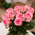 Fresh-cut One Dozen Red Roses Bouquet, 12 Stems, Colors Vary