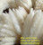 50 Pcs Natural Dried Small Pampas Grass, Reed Plume,phragmites Communis,wedding Flower Bunch, 18” Tall For Home Decor (white)