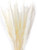 50 Pcs Natural Dried Small Pampas Grass, Reed Plume,phragmites Communis,wedding Flower Bunch, 18” Tall For Home Decor (white)