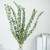 "wannabuy Fresh Eucalyptus Branches 20inch, 10pcs Dried Eucalyptus Stems For Flower Arrangements Wedding Home Decor"