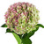Hydrangeas Jumbo 12 Stems Of Antique Red Farm Direct Fresh Cut Flowers By Bloomingmore
