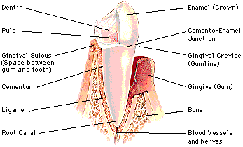 protection of teeth and gums