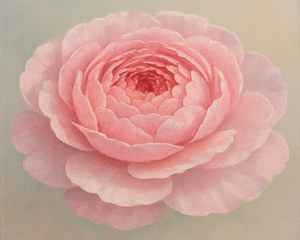 Single Pink Peony Single Pink Peony