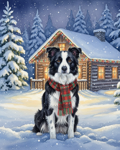 Border Collie at Christmas Border Collie at Christmas