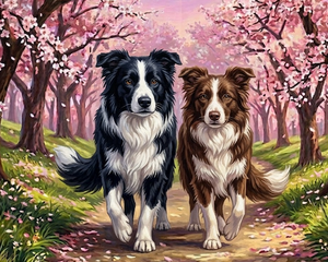 Border Collies