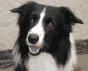 Border Collie Border Collie