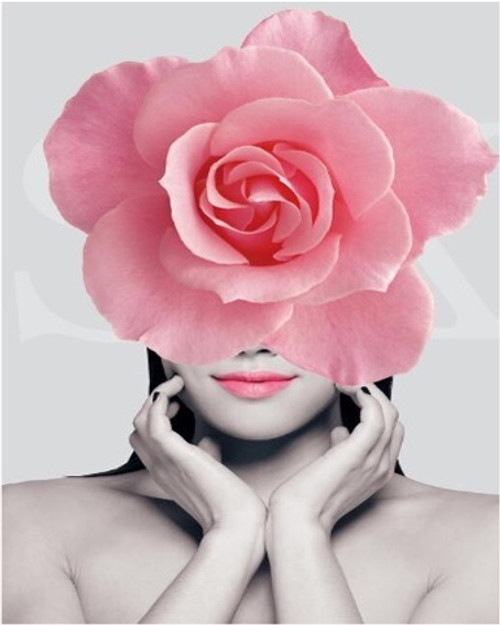Pink Rose and Beauty