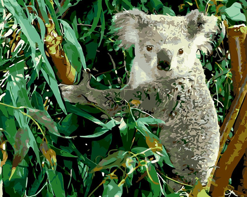 Koala Koala