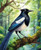 Majestic Australian Magpie - Made to Order Paint by Numbers