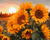 Blooming Sunflowers 3