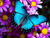 Purple Daisy and Blue Butterfly