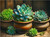 Beautiful Succulent in Clay Pot