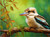 Blue Wing Kookaburra