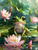 Frog in Lotus Pond
