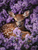 Deer Sleeping in Flower Bed 2