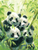 Panda Family